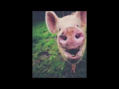 Puercos Marranos - Porky
