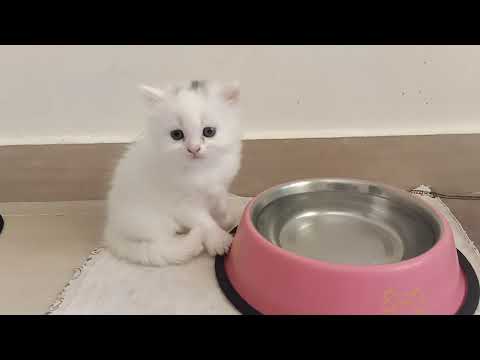 One month old Persian Kitten drinking water for the first time