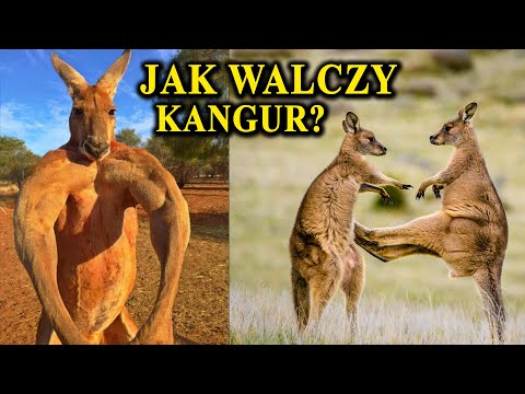 KANGUR - Umięśniony Kickboxer z Australii