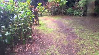 preview picture of video 'Rainy hike to the Kilauea stone dam'