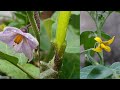 Grafting Plants | Vegetable grafting | Tomato grafting on eggplant