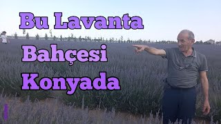 KONYA LAVANTA BAHÇESİ ÇOK EMEK VERİLMİŞ