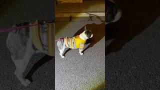 フレブルが元気よく早朝散歩に出かけたけど外が暗すぎて絶望した