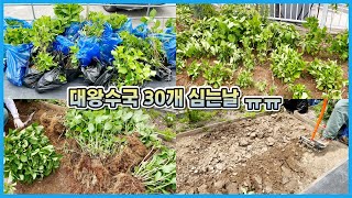 홍천정원에 대왕수국 30개를 캐다 심었어요... 얘네들 살 수 있을까요?? 홍천 수국정원2 탄생!!
