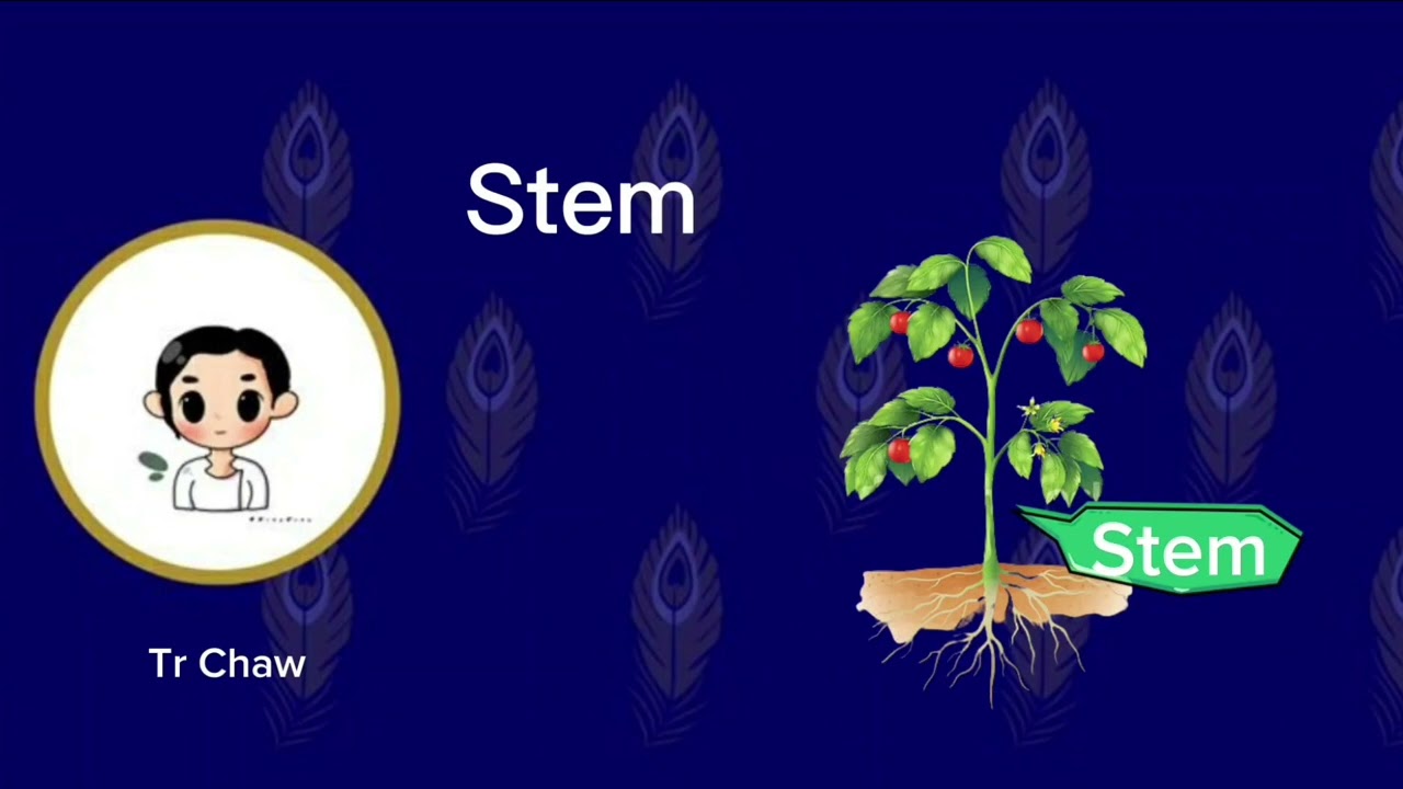 Lesson 8 -  Parts of the plant 2