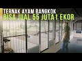 NOT A DREAM Raising Bangkok Chickens With MINES CAPITAL Can Sell For 55 Million Rupiah And Build