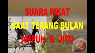 Download lagu SUARA PIKAT BURUNG BERKIK vs MANDAR BATU PALING AMPUH mp3 Download lagu SUARA PIKAT BURUNG BERKIK vs MANDAR BATU PALING AMPUH mp3