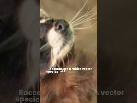 なぜアライグマが危険なのでしょうか？ 🦝 アライグマは人間やペットにとって危険ですか? #1分の知識