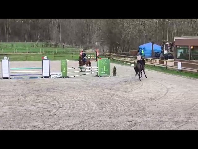 Castrone sBs Cavallo da Sport Belgio In vendita 2020 Baio ,  korado de baudignies