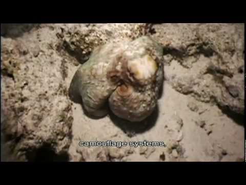 The Genius of Charles Darwin 1: Life, Darwin & Everything part 4/5 HD SUB