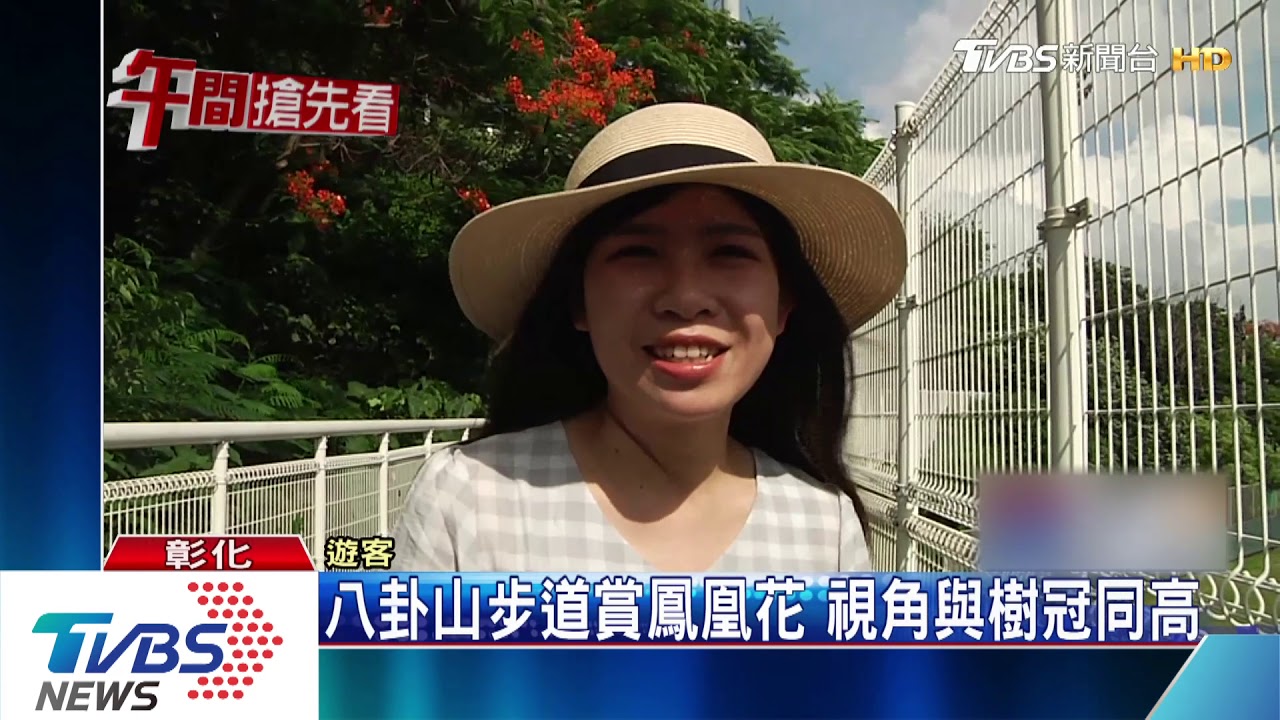 八卦山步道賞鳳凰花 視角與樹冠同高