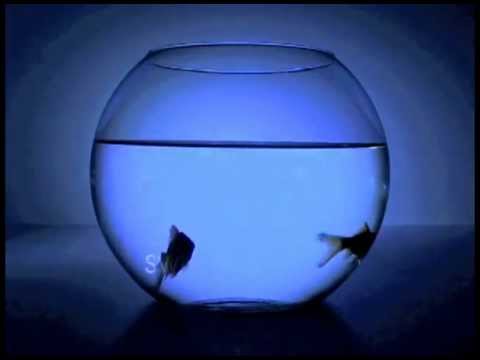 Swirl 360 - Okay (Van Wilder Movie Soundtrack)