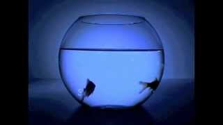 Swirl 360 - Okay (Van Wilder Movie Soundtrack)