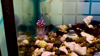 Kẹt hồ bay nhanh em Kamfa 500 k Sđt Zalo 0938882816