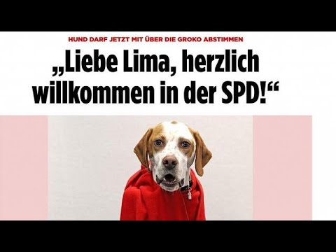 SPD-Mitgliedervotum: Auf den Hund gekommen