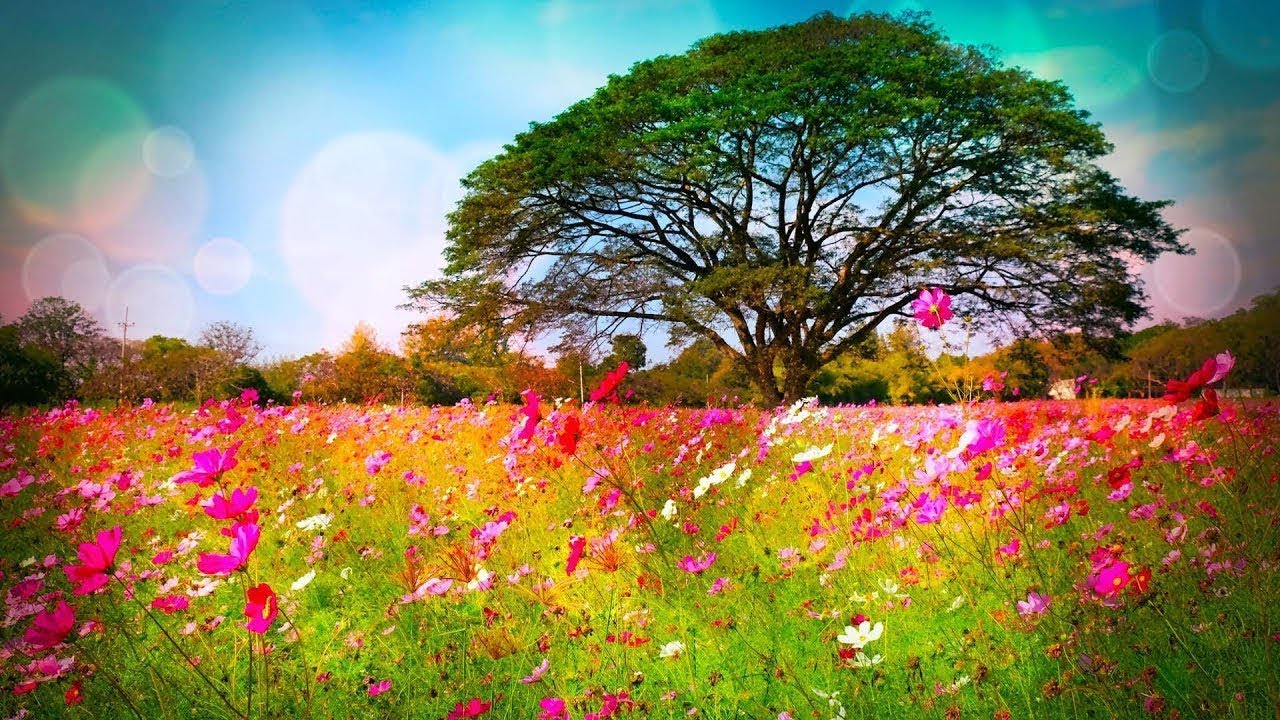 Beautiful Relaxing Soothing Music, Peaceful  Music, "Nature's Rest" by Tim Janis