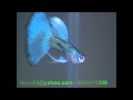 Blue HTD Ribbon Fin Mp4