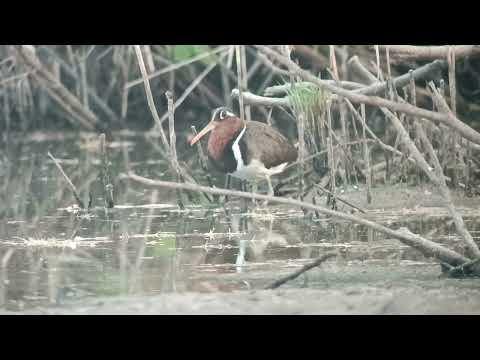 חרטומית בנגלית - נקבה בביצת פולג. צילום יואב פרלמן Greater Painted Snipe - Poleg Marsh - May 2023