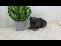 French Bulldog dogs for sale: Eaton - Video 1