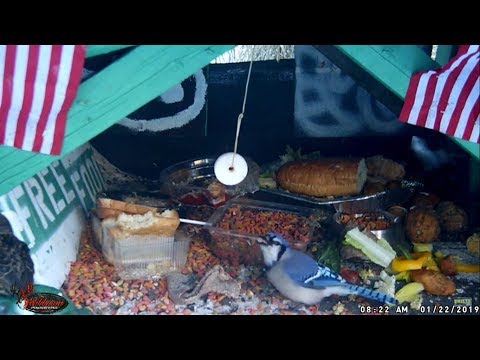 Starlings and Blue Jays eating cat food