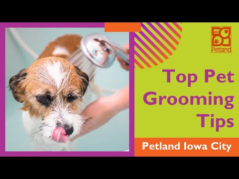 Top DIY Pet Grooming Tips