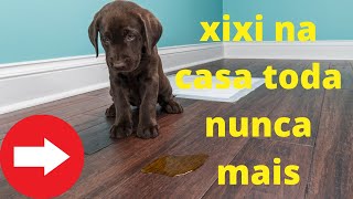 XIXI NA CASA TODA, ENSINE SEU CACHORRO A FAZER NO LOCAL CERTO.
