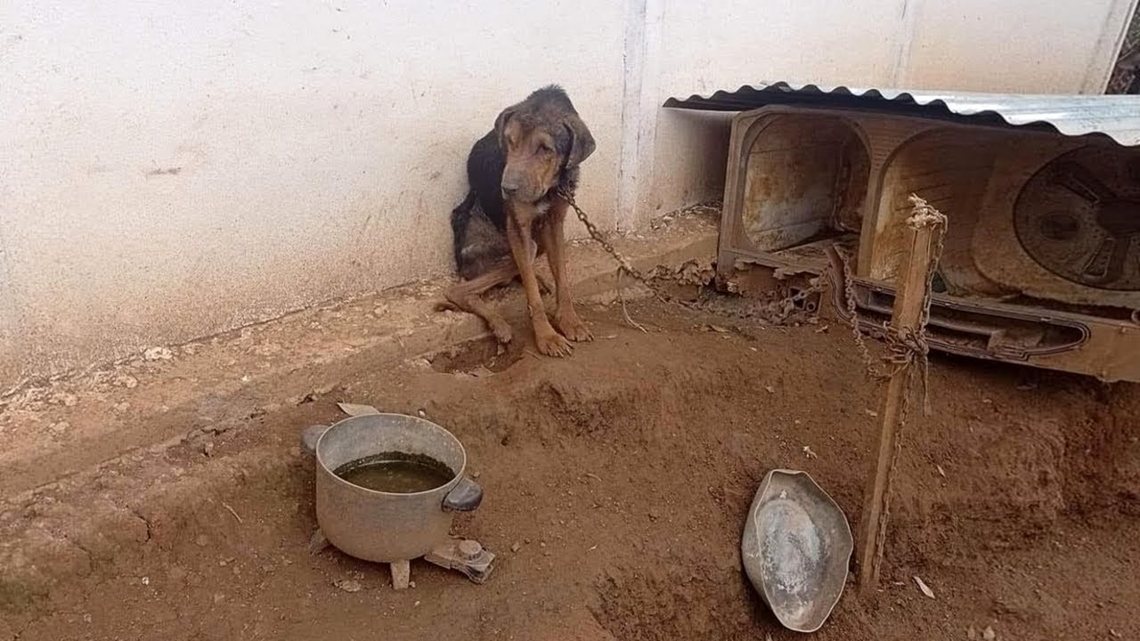 Max the dog rescue thumbnail