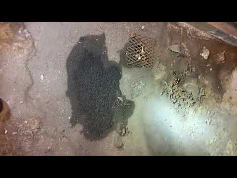 Busted Sewer Pipe Leads to Sewer Flies in Freehold, NJ