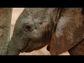 Elephant Herd Celebrates a New Born Calf | BBC Earth