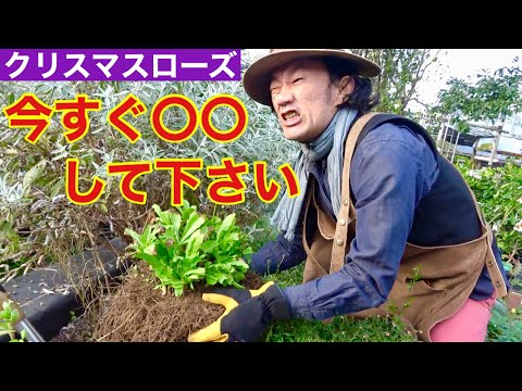 素晴らしいクリスマスローズを咲かせるための 10 のヒント 植物