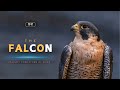 The Falcon Majestic Predators Of Skies Hindi Infinity Stream