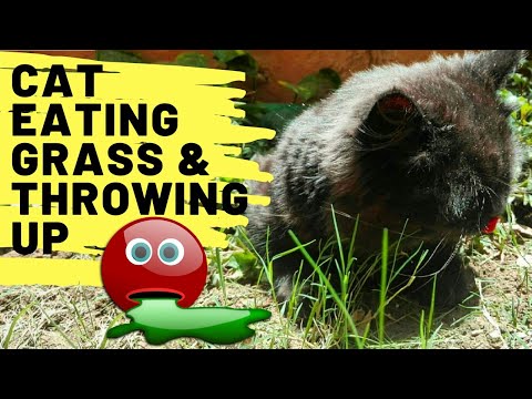 Cat eating grass and throwing up | Cat eating grass and vomiting | Cat eating grass dramatic