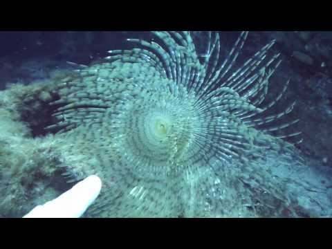 Diving Gozo: MV KARWELA