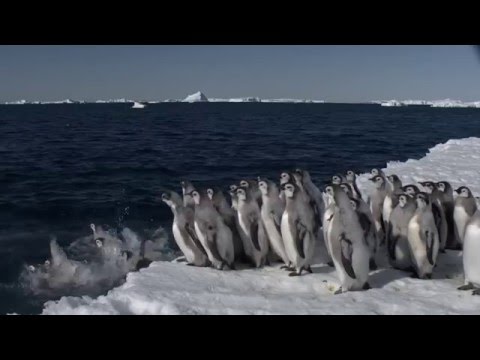 Gombessa 3 expedition - Teaser