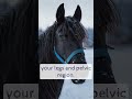 Cauda Equina Syndrome What Is It