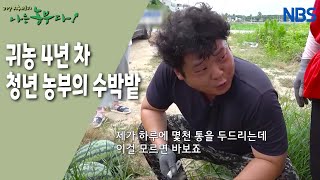 [뜨거운 농부 재성 씨, 부농의 탄생] 수박 소리로 상품과 하품 구별법~!