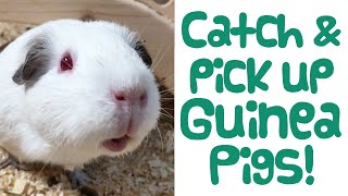 How to CATCH AND PICK UP Your Guinea Pig Easily - Guinea Piggles