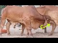 Bull Breadding Cow Milk Big Bull Drinking Milk Cow Milk