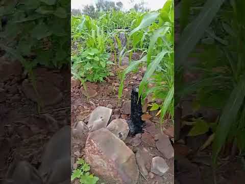 Roça do meu irmão José Alves. lagoa de São Francisco _PI