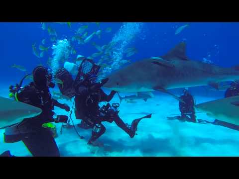 Emma the Tiger Shark at Tiger beach