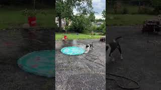 Video preview image #1 Mutt Puppy For Sale in Germantown, OH, USA