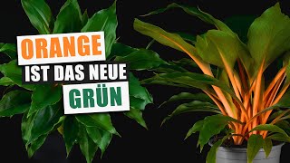 Chlorophytum orchidastrum - vergessene Schönheit | Pflanzen-Portrait