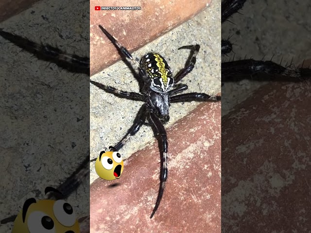 Vídeo relacionado con FIESTAS GUIRCA | Araña Negra Gigante (200 cm) - Decoración de Halloween para Fiestas de Terror y Celebraciones de Animales e Insectos - Ideal para Ambientes Espeluznantes y Escenarios de Miedo - Negro