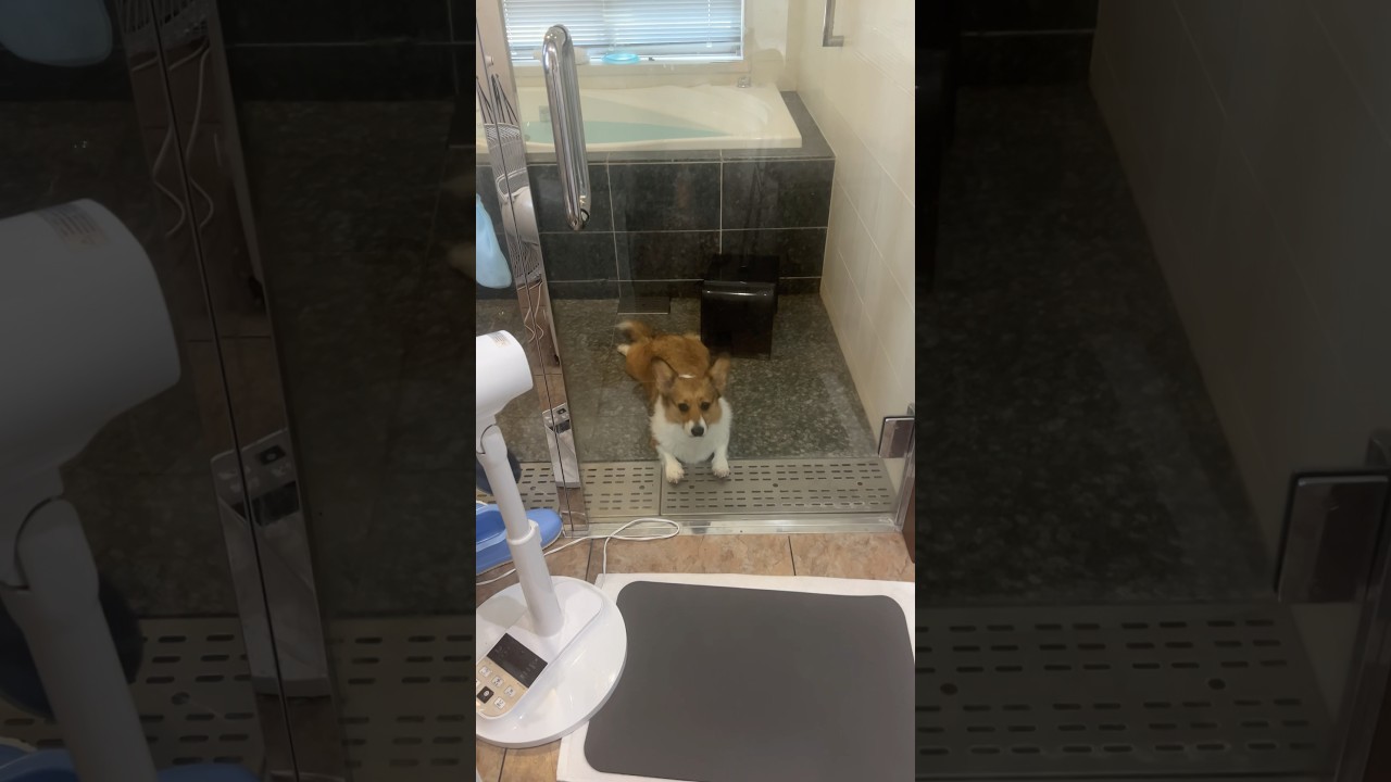 お風呂場から出られなくなったコーギーの危機感が無さすぎるw#shorts