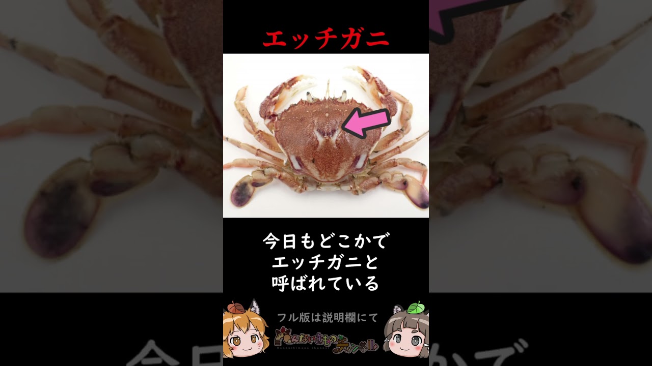 名前がエッッすぎる生き物3選 #shorts #へんないきものチャンネル