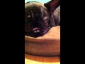 Elmo Snoring