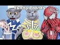 Oscar's Video Makes You Can't Take Your Eyes Off !😎| Oscar‘s Funny World | New Funny Cat Videos 2023