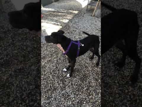 Oreo, an adopted Labrador Retriever Mix in Pasadena, CA_image-1