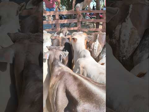 Preços de gado no curral em Carnaíba-PE