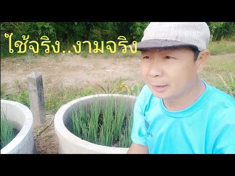ปุ๋ยหมักแหนแดง + จุลินทรีย์สังเคราะห์แสง = หอมแบ่งต้นสวยๆ